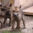Cina, i cuccioli di lupo nati allo zoo di Shenyang04