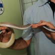 Serpente di un metro e mezzo in un bagno a Milano FOTO