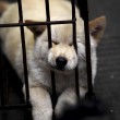 Il 21 giugno i cinesi mangeranno 10mila cani 4