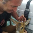 Cucciolo di capriolo cade in mare in Liguria03