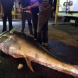 Roma, due tonni da 100 chili sulla Tiburtina: persi da un pescivendolo