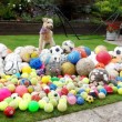 Waffle, il cane che colleziona palloni02