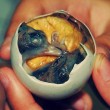 balut