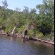 Bigfoot avvistato in Virginia: la foto scattata a giugno virale sul web