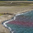 Il mare è rosso a Castellammare di Stabia 04