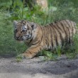 Tigre siberiana: quattro cuccioli nati allo zoo di Novosibirsk FOTO