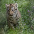 Tigre siberiana: quattro cuccioli nati allo zoo di Novosibirsk FOTO