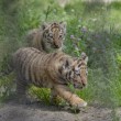 Tigre siberiana: quattro cuccioli nati allo zoo di Novosibirsk FOTO