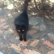 Vacanze in Sardegna, villa...con gatti. Una tribù ci ha invasi FOTO 1