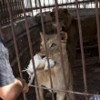 Gaza. Zoo bombardato. Vittime gli animali, i superstiti lasciati a se stessi 13