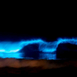 Alghe luminescenti sulla spiaggia di Sydney04