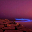 Alghe luminescenti sulla spiaggia di Sydney03