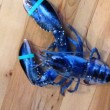 Aragosta blu pescata nel Maine03