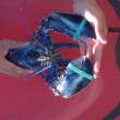 Aragosta blu pescata nel Maine02