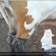 Gatto beve il latte "alla spina" direttamente dalla mammella della mucca VIDEO