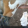 Gatto beve il latte "alla spina" direttamente dalla mammella della mucca VIDEO