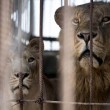 Gaza. Zoo bombardato. Vittime gli animali, i superstiti lasciati a se stessi
