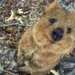 Quokka, animale più felice del mondo, rischia estinzione. Colpa del pane FOTO 5
