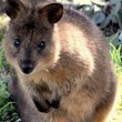 Quokka, animale più felice del mondo, rischia estinzione. Colpa del pane FOTO 4