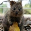Quokka, animale più felice del mondo, rischia estinzione. Colpa del pane FOTO 3