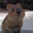 Quokka, animale più felice del mondo, rischia estinzione. Colpa del pane FOTO 2