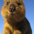 Quokka, animale più felice del mondo, rischia estinzione. Colpa del pane FOTO