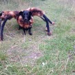 Chica the DogSpider, cane vestito da tarantola spaventa passanti02