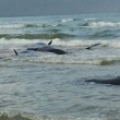 Vasto, sette capodogli arenati sulla spiaggia di Punta Penna16