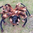 Chica the DogSpider, cane vestito da tarantola spaventa passanti08