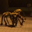 Chica the DogSpider, cane vestito da tarantola spaventa passanti07