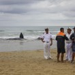 Vasto, sette capodogli arenati sulla spiaggia di Punta Penna13