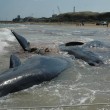 Vasto, sette capodogli arenati sulla spiaggia di Punta Penna14