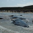 Vasto, sette capodogli arenati sulla spiaggia di Punta Penna07