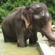 Raju, l'elefante che commuove il web02