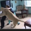 Leonessa in casa come gatto domestico: ne fa le spese l'ospite FOTO-VIDEOLeonessa in casa come gatto domestico: ne fa le spese l'ospite FOTO-VIDEO