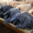 Il pollo Ayam Cemani è completamente nero02