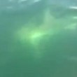 Squalo nel golfo di Napoli 2