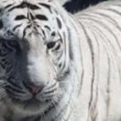 India. Scavalca il recinto della tigre allo zoo: ucciso a morsi 2