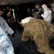 Yuka, il cucciolo di mammut femmina di 38 mila anni fa scoperto in Russia5