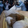 Yuka, il cucciolo di mammut femmina di 38 mila anni fa scoperto in Russia02