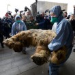 Yuka, il cucciolo di mammut femmina di 38 mila anni fa scoperto in Russia01