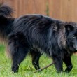 Bagheera, il cane con gli occhi gialli: "Nessuno vuole adottarlo01