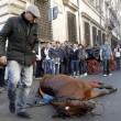 Roma, cavallo delle botticelle si accascia a terra 06