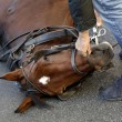 Roma, cavallo delle botticelle si accascia a terra 05