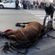 Roma, cavallo delle botticelle si accascia a terra 03