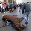 Roma, cavallo delle botticelle si accascia a terra 02