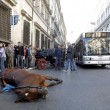 Roma, cavallo delle botticelle si accascia a terra 01