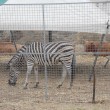 Animali maltrattati al circo, maxi sequestro in Sardegna95
