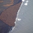 Alaska, 35mila trichechi sulla spiaggia 5
