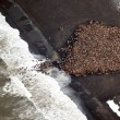 Alaska, 35mila trichechi sulla spiaggia 6